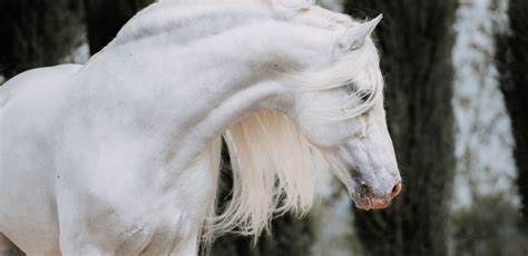 Visit Andalusian Horses In Southern Spain Now All You Need To Know