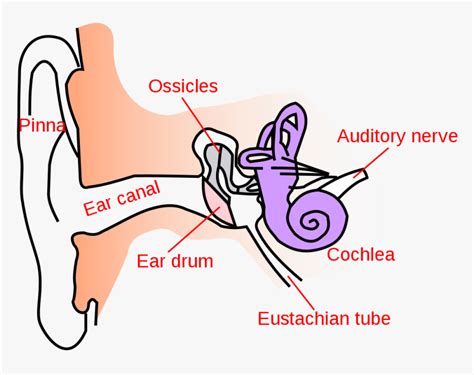 Human Ear Structure And Function