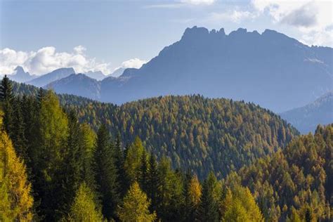 Mountain Forest In Val Di San Pellegrino In In The Dolomites Of