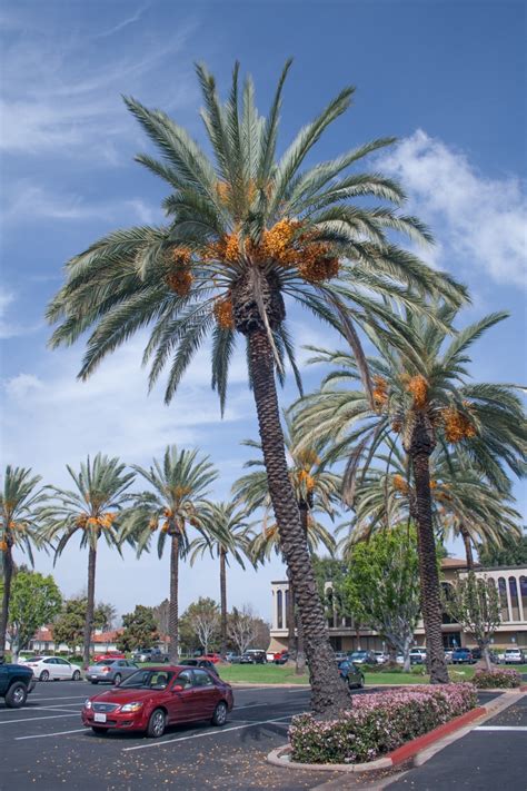 I started with the banana and positioned. Ornamental landscape date palm: An overlooked urban fruit ...