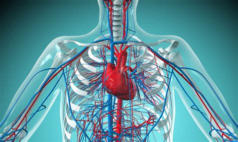 Sistem Kardiovaskular Anda Lebih Daripada Jantung Yang Berdegup