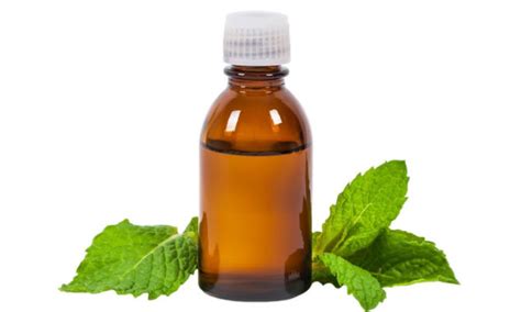 Is Peppermint Oil Safe For Dogs To Breathe Pet Spruce