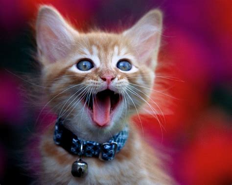 Widescreen Claw Cat Love Cute Cat Wallpapers