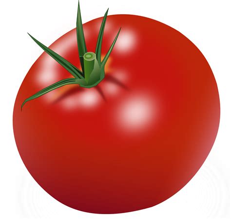 Tomato Png Image Purepng Free Transparent Cc0 Png Image Library