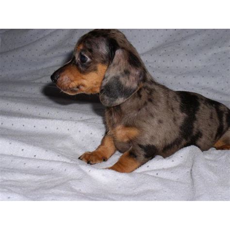 Both mother and father are solid choc and tans, short, compact and cobby. Miniature Dachshund puppies for sale in Dallas, Texas ...