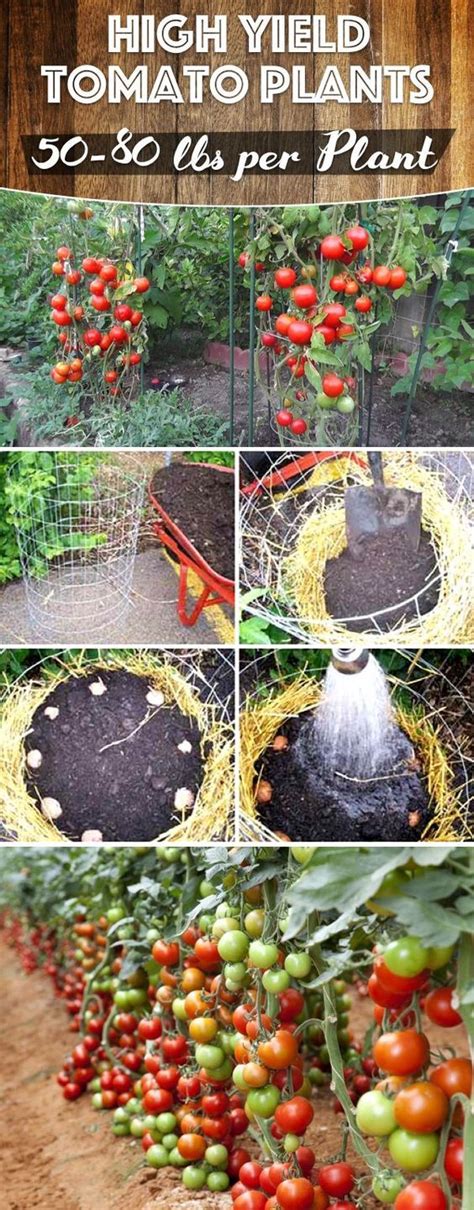 These Tips Are All You Need To Grow 50 80 Lbs Of Tomatoes Per Plant In