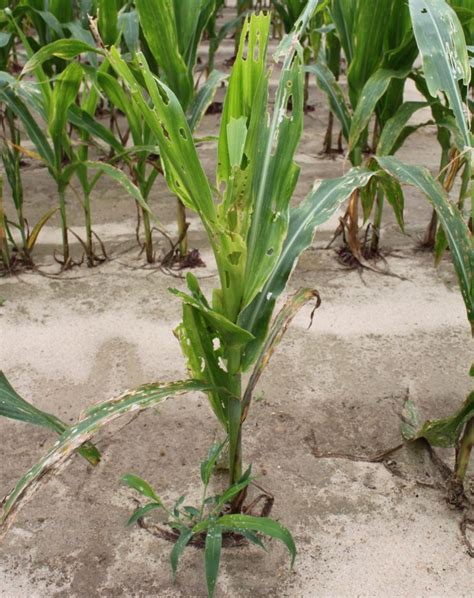Fall Armyworm As A Pest Of Corn Land Grant Press