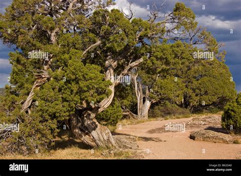 Juniper Trees Black Canyon Of The Gunnison National Park Colorado
