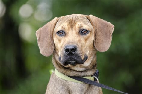 Black Mouth Cur Hound Beagle Mixed Breed Dog Stock Photo Image Of