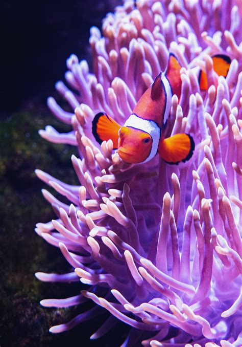 500 Finding Nemo Pictures Hd Download Free Images On Unsplash