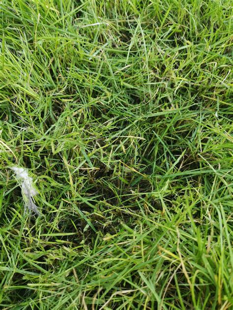 Whats Wrong With My Lawn — Bbc Gardeners World Magazine