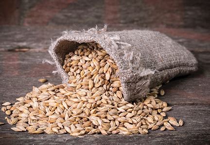 Maybe you would like to learn more about one of these? Barley, millet make headway as whole grain sources | Food ...