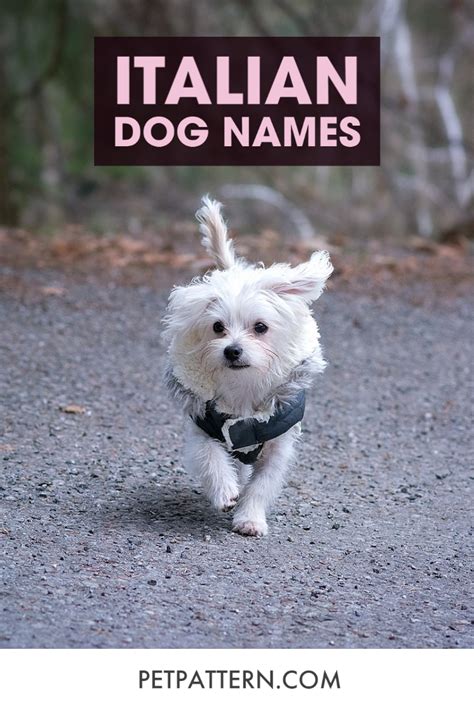Italian Dog Names Italian Dogs Dog Names Dogs