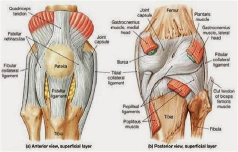 Anterior And Posterior Aspects Of The Knee Netter Muscle Diagram