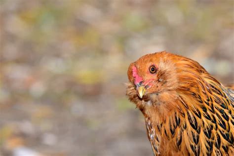 Place the chicken in a roasting pan and cover the breast with the bacon. Easter Egger Chicken - Beginning Breeders Guide