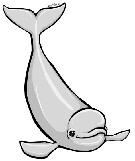 Free Beluga Whale Cliparts Download Free Beluga Whale Cliparts Png