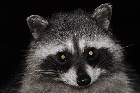 The Raccoons Eyes And Vision Your Questions Answered Floofmania