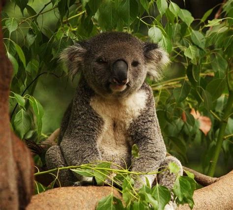 Cute Koala In Pictures Photos Funny And Cute Animals