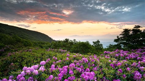 Wallpaper Shenandoah National Park Pink Flowers Mountains Rhododendron 2880x1800 Hd Picture