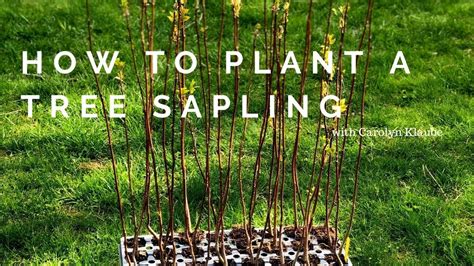 How To Plant A Tree Sapling Youtube