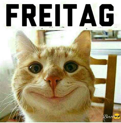 freitag lustig friday humor funny pictures funny cats