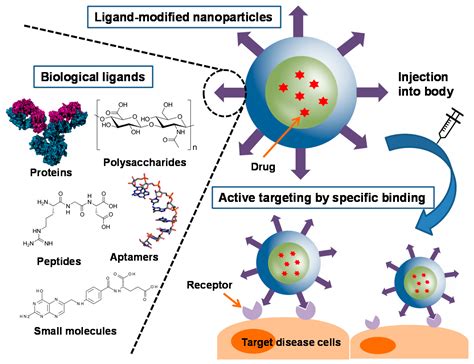 Cancers Free Full Text Active Targeting Strategies Using Biological Ligands For Nanoparticle