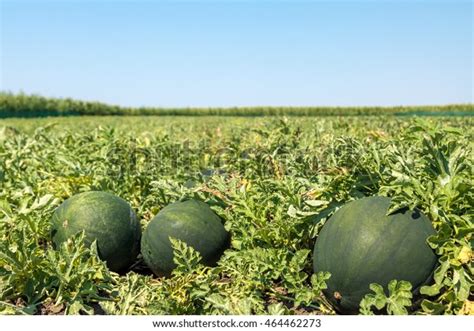 Green Watermelon Growing Field Stock Photo Edit Now 464462273