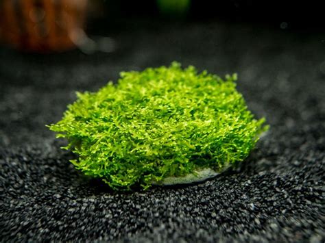 Coral Moss Aka Mini Pellia Riccardia Chamedryfolia Mat Or Round Slate