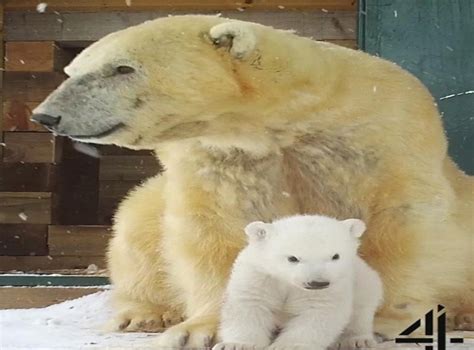 First Polar Bear Cub Born In The Uk For 25 Years Ventures Outside