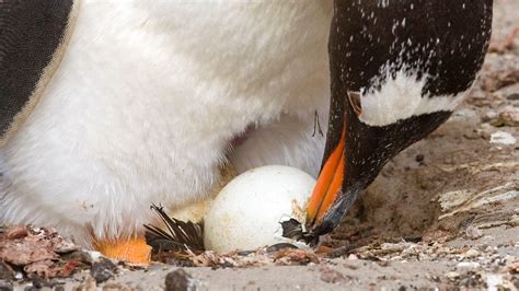 The Art Of Hatching An Egg Explained Audubon