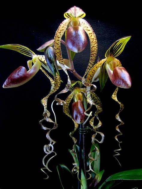 Paphiopedilum Sanderianum X Gigantifolium Orchid Slipper T6p77 Unusual Flowers Strange