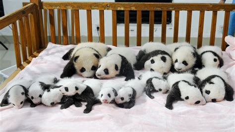 Video 14 Artificially Bred Giant Panda Cubs Make Debut In China South China Morning Post