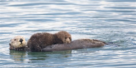 3rd Best Of 3 Sea Otter Enhydra Lutris Mother With Nursing Pup In