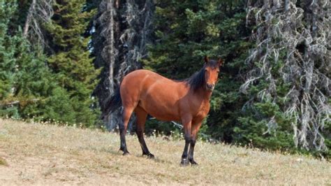 bay  breed  horse genetics family colors   pictures family life share