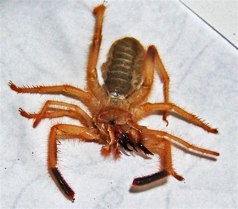 They are sometimes called wind scorpions, sun spiders, solifuges, or solpugids. Bugs In The News