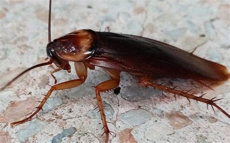 Blog Alabamas Total Guide To Complete American Cockroach Control