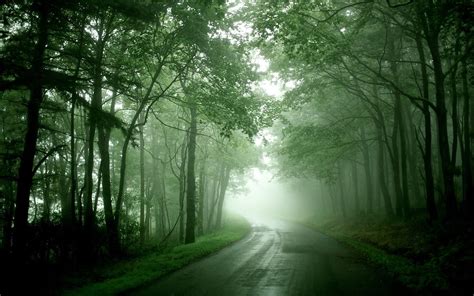 Road Between Green Leafed Trees Forest Green Nature Road Hd