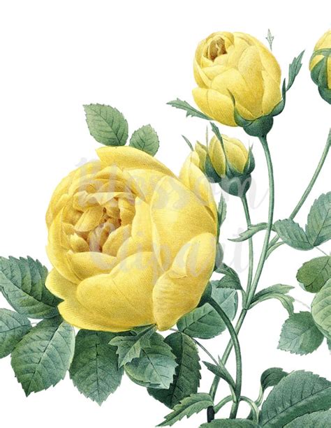 Vintage Yellow Rose Clip Art