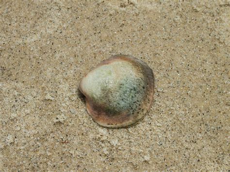 Free Images Beach Sand Rock Material Invertebrate Seashell Sea