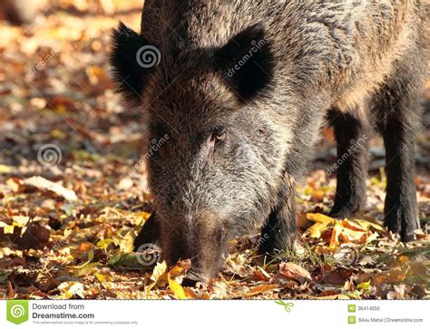 Close Up Of Wild Boar In Autumn Forest Stock Photo Image Of Wood