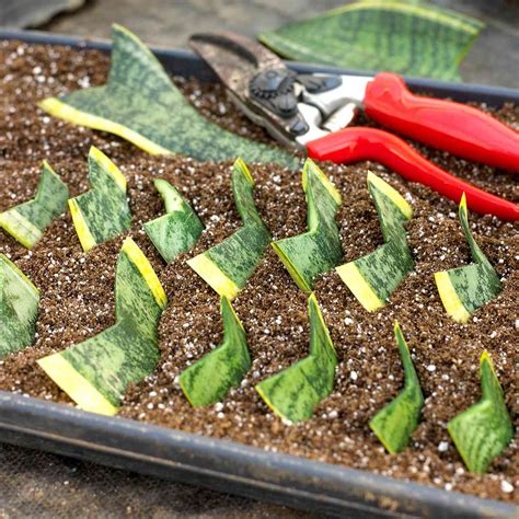 How To Propagate Houseplants Better Homes And Gardens