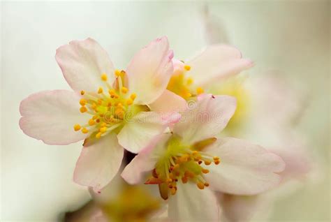 Cherry Blossom Stock Photo Image Of Blossom Spring 70068344