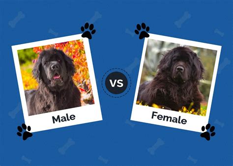 Male Vs Female Newfoundland Dog Key Differences With Pictures Hepper