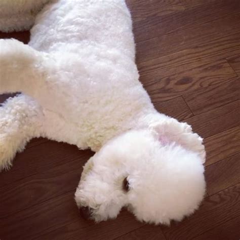 Giant Fluffy Poodles And Little Girls Friendship Is Winning The Internet