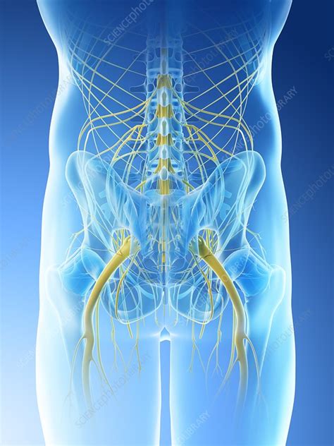 Anatomy Of Autonomic Nerve Component In The Male Pelvis Sexiezpicz Web Porn