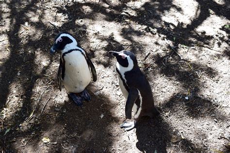 How To Visit The Penguins At Boulder Beach Cape Town