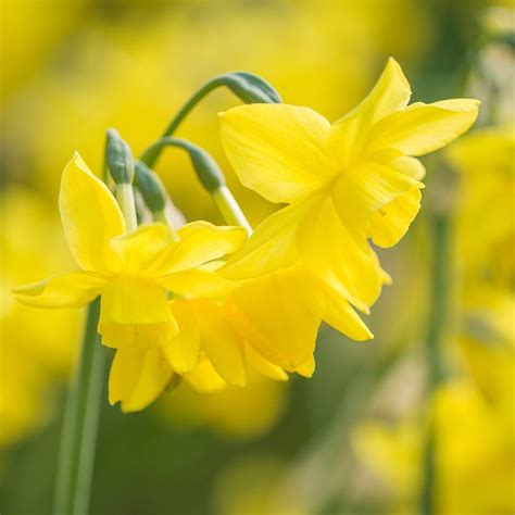 Fragrant Daffodils White Flower Farm