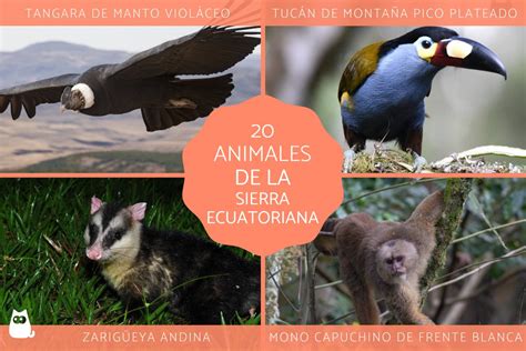 Animales De La Sierra Ecuatoriana ¡descubre Sus Nombres Y Fotos