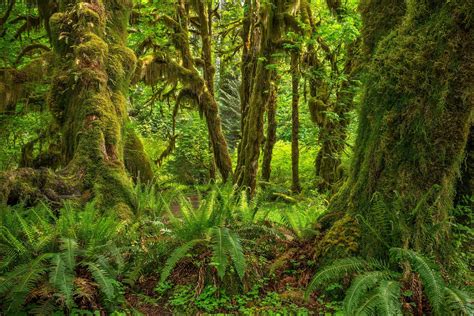Hoh Rainforest Temperate Rainforest Photography Instruction Rainforest