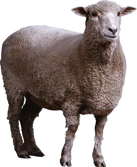 Download Sheep Png Image Hq Png Image Freepngimg